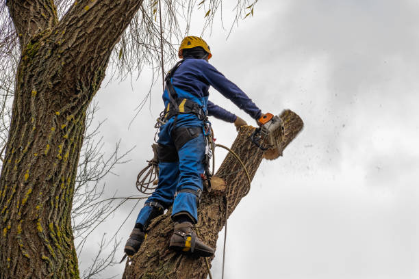 Trusted Laton, CA Tree Care Services Experts